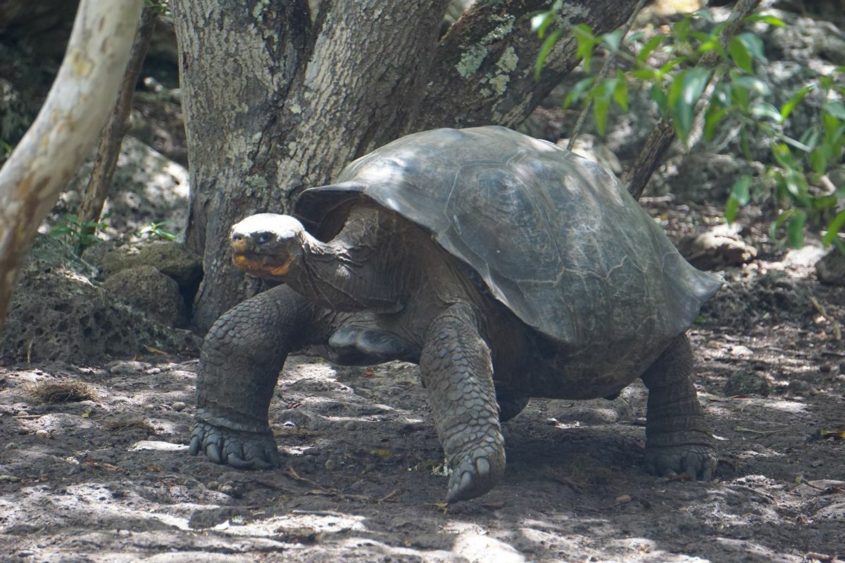 Galapaguera Galápagos tartarugas 