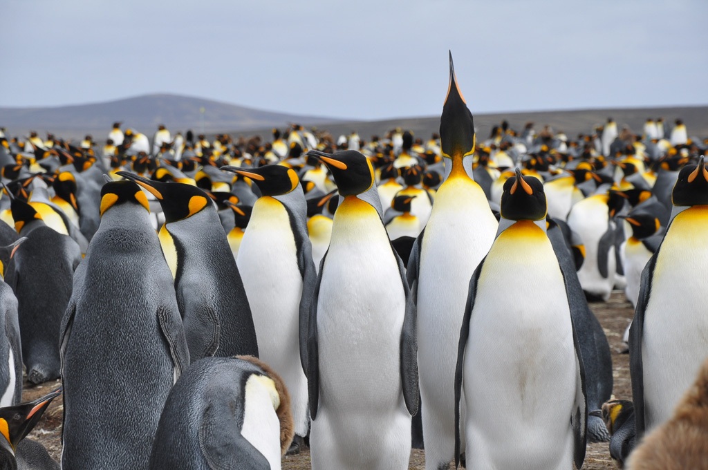 pinguins falklands malvinas turismo viagem o que fazer passeios roteiro