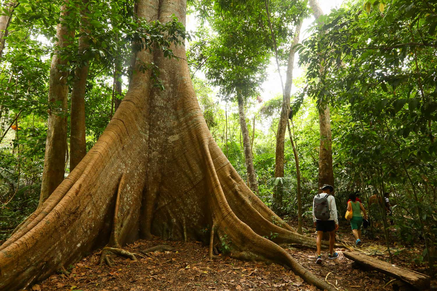 Flona Jamaraquá Floresta Nacional do Tapajós