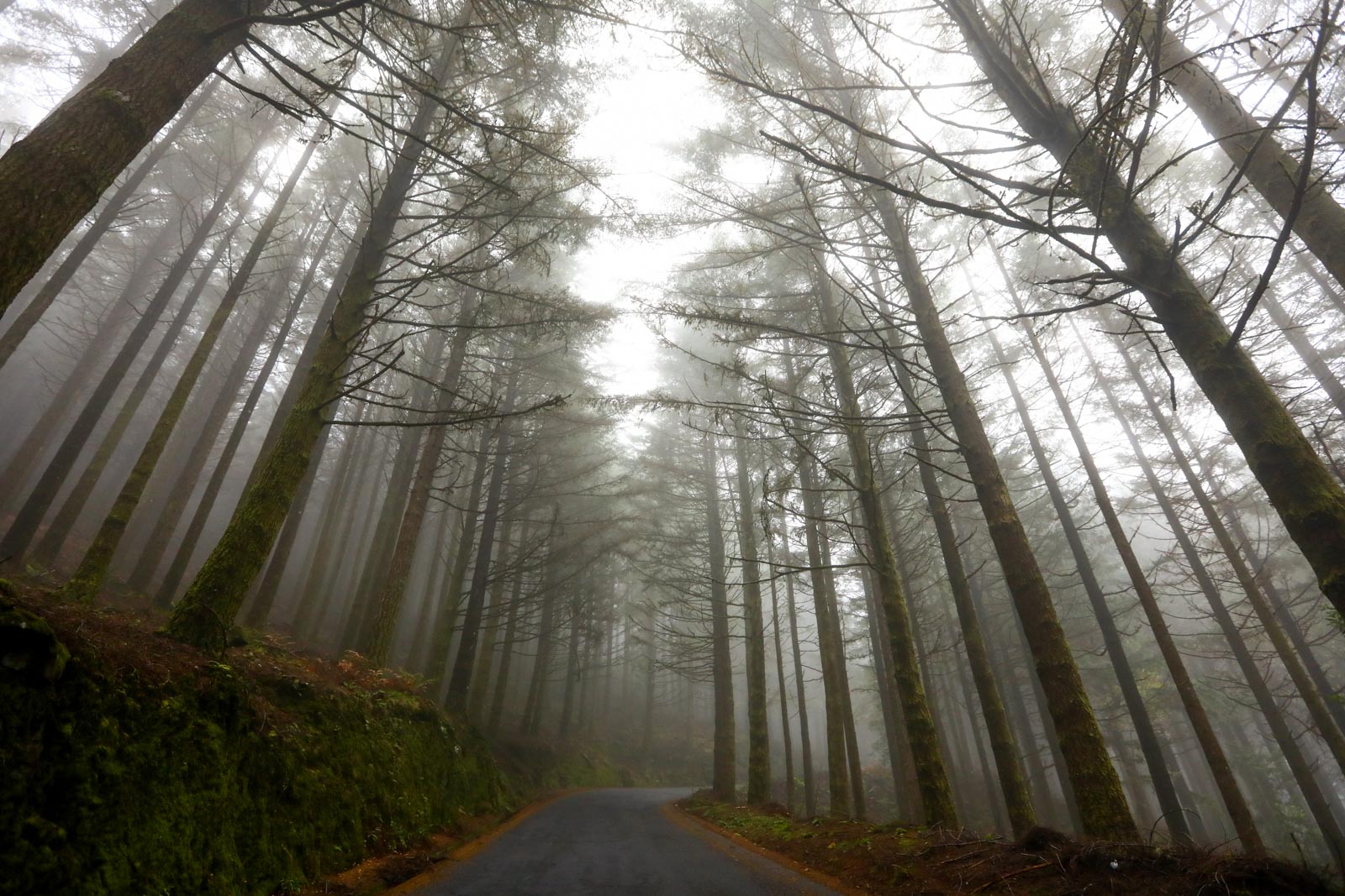 Estrada cortando o interior da Ilha da Madeira